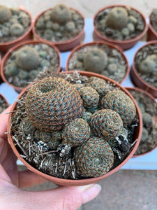 Rebutia Condorensis