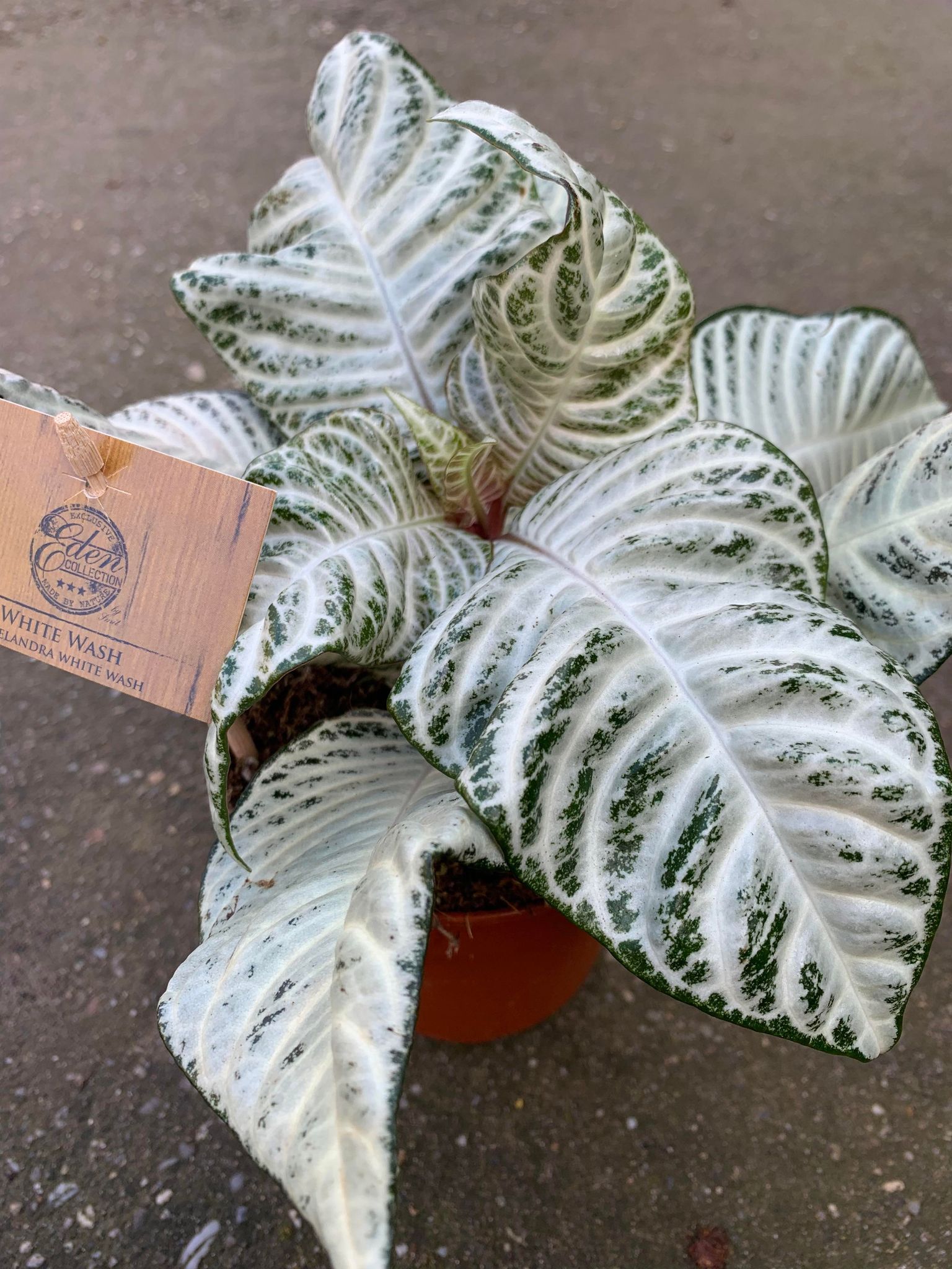 Aphelandra White Wash