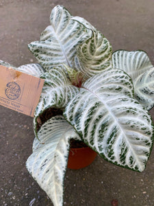 Aphelandra White Wash