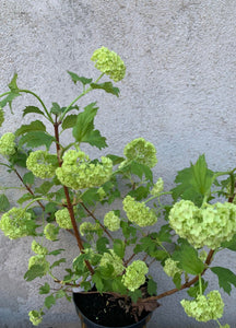 Calin/Viburnum