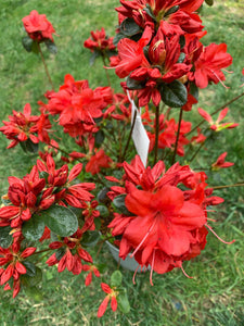 Azalea Stewartstonian