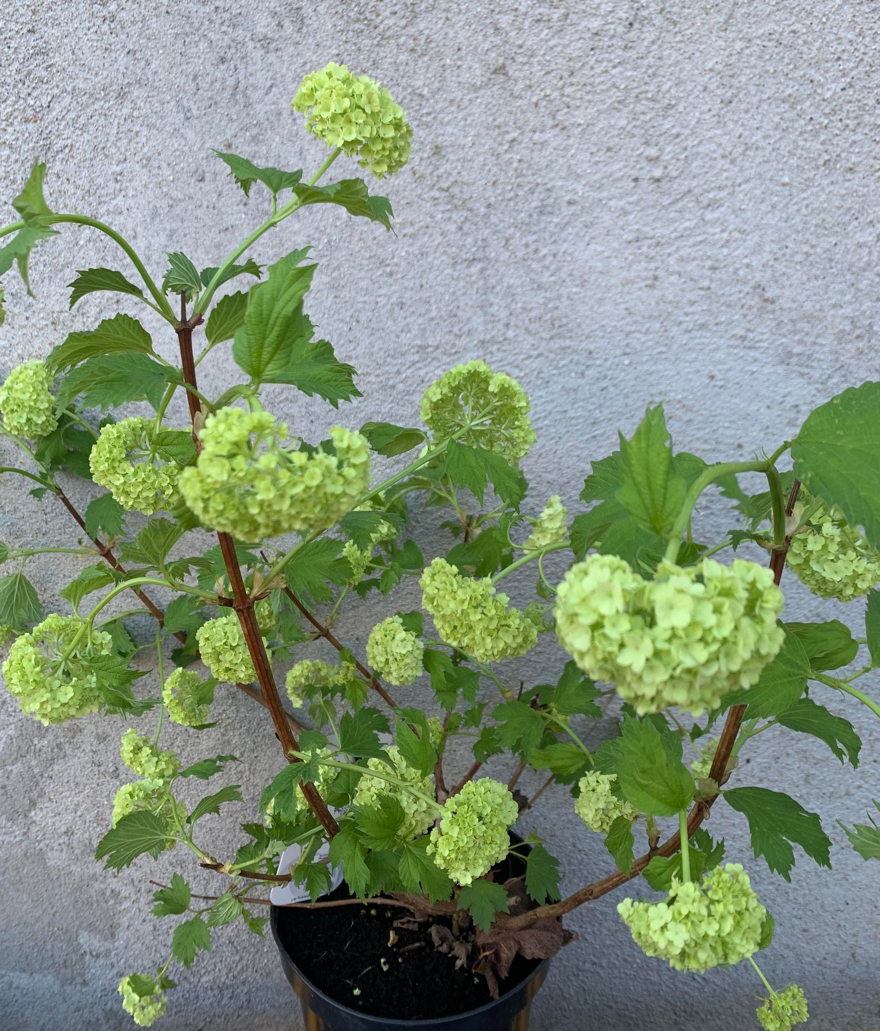 Calin/Viburnum