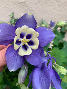 Caldaruse/Aquilegia