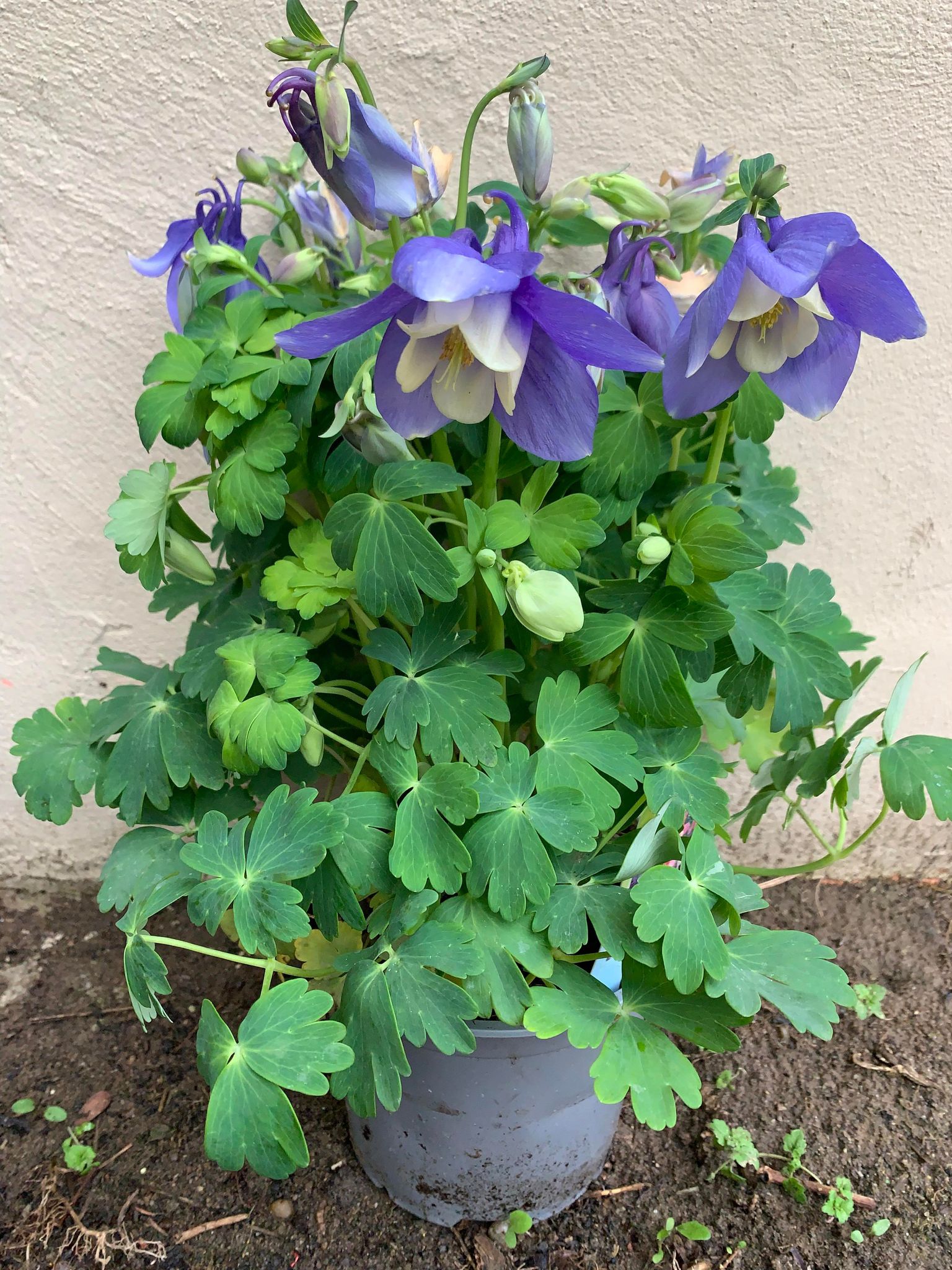 Caldaruse/Aquilegia