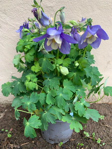 Caldaruse/Aquilegia