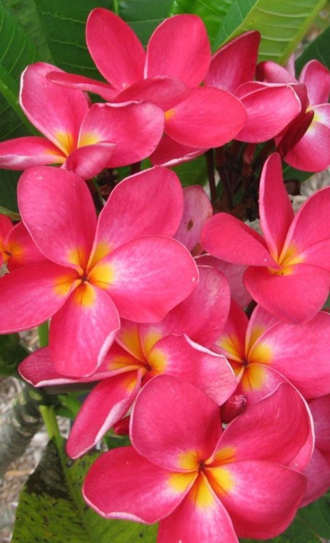 Plumeria Rubra B052