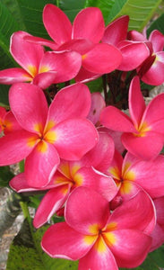 Plumeria Rubra B052