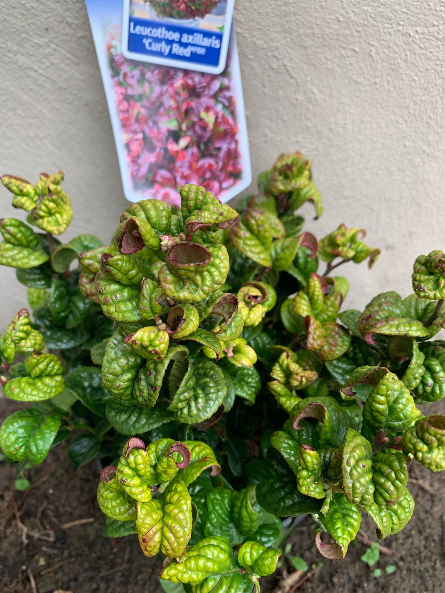 Leucothoe Axillaris Curly Red