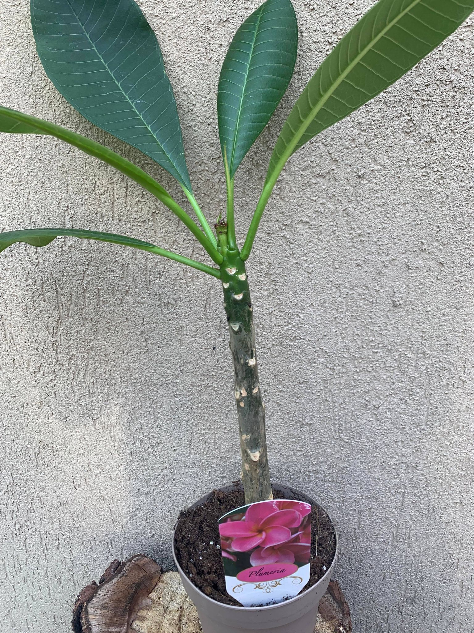 Plumeria Rubra B052
