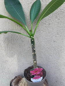 Plumeria Rubra B052