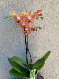 Phalaenopsis Goldstaff