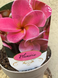 Plumeria Rubra B052