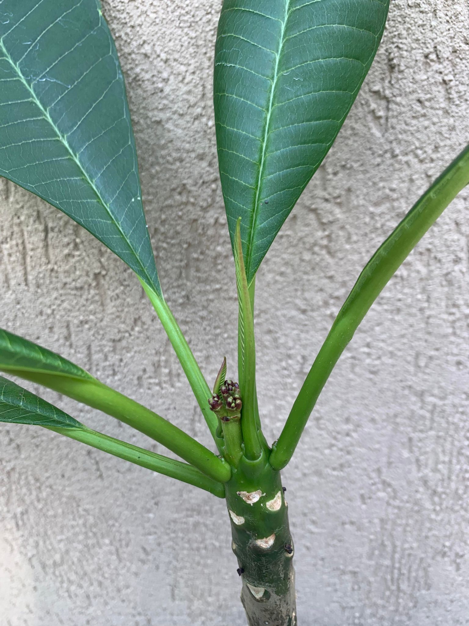 Plumeria Rubra B052