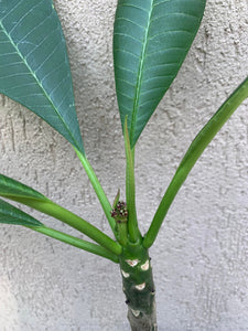 Plumeria Rubra B052