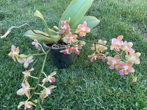 Phalaenopsis Tzu Chiang (fara flori)