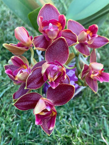 Phalaenopsis Sogo Red, semipelorica