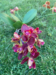 Phalaenopsis Sogo Red, semipelorica