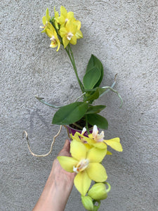 Phalaenopsis Sogo Lemon Sunny, parfumata