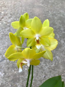 Phalaenopsis Sogo Lemon Sunny, parfumata