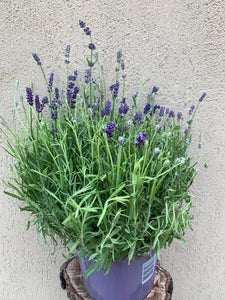 Lavanda