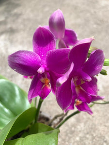 Phalaenopsis Miki Flora, 2 tije
