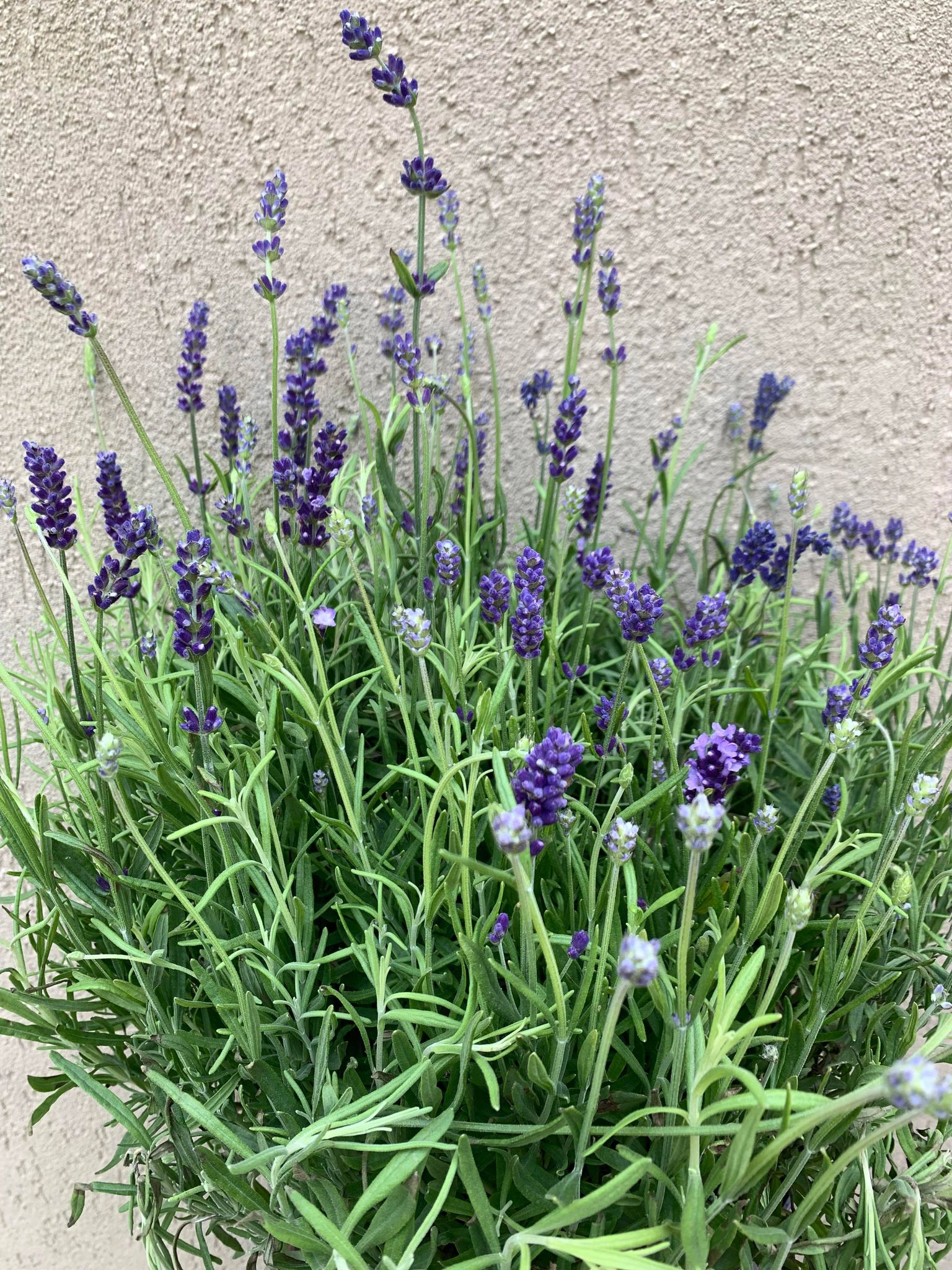Lavanda