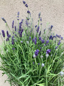 Lavanda