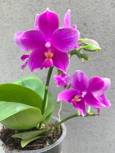 Phalaenopsis Miki Flora, 2 tije