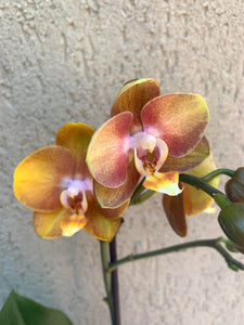 Phalaenopsis Las Vegas