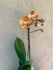 Phalaenopsis Las Vegas