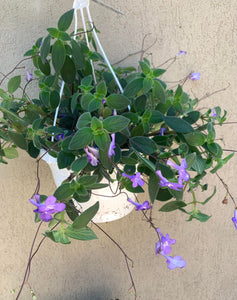 Streptocarpus Saxorum