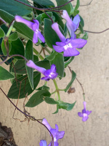Streptocarpus Saxorum
