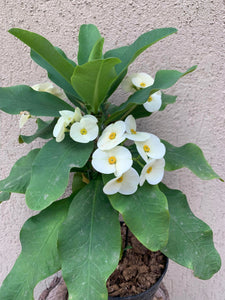 Euphorbia Milli Athena (alb)