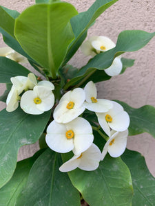 Euphorbia Milli Athena (alb)