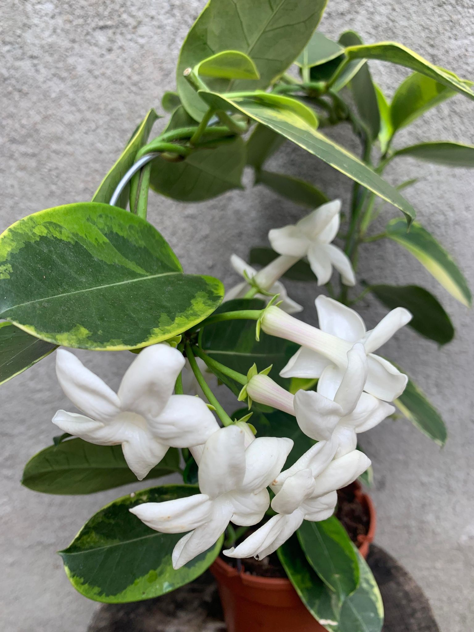 Stephanotis Alpine/Iasomie variegata (fara flori)