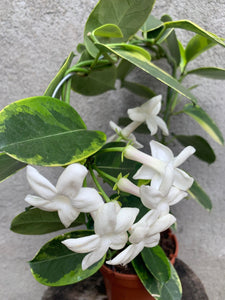 Stephanotis Alpine/Iasomie variegata (fara flori)