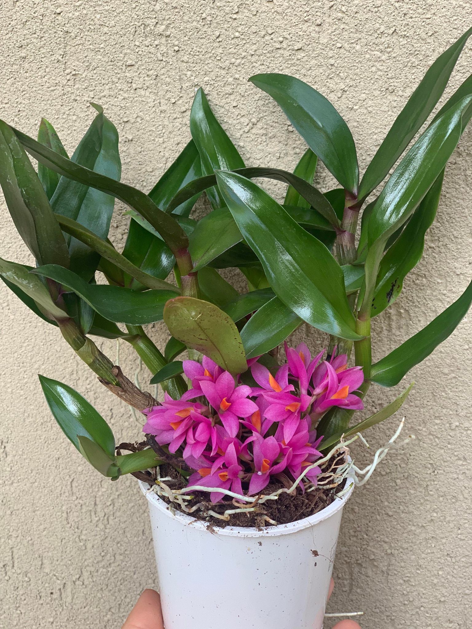 Dendrobium Hibiki