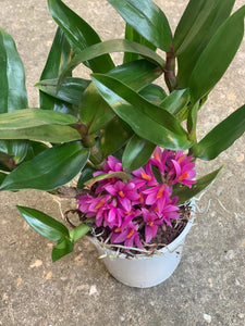 Dendrobium Hibiki