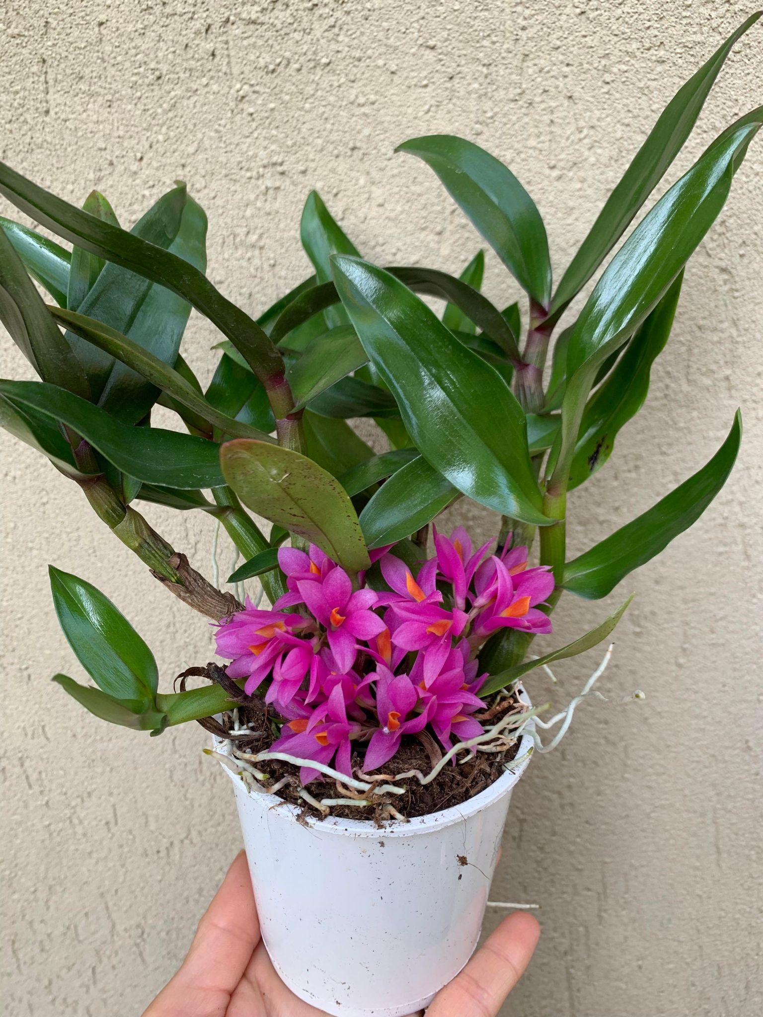 Dendrobium Hibiki