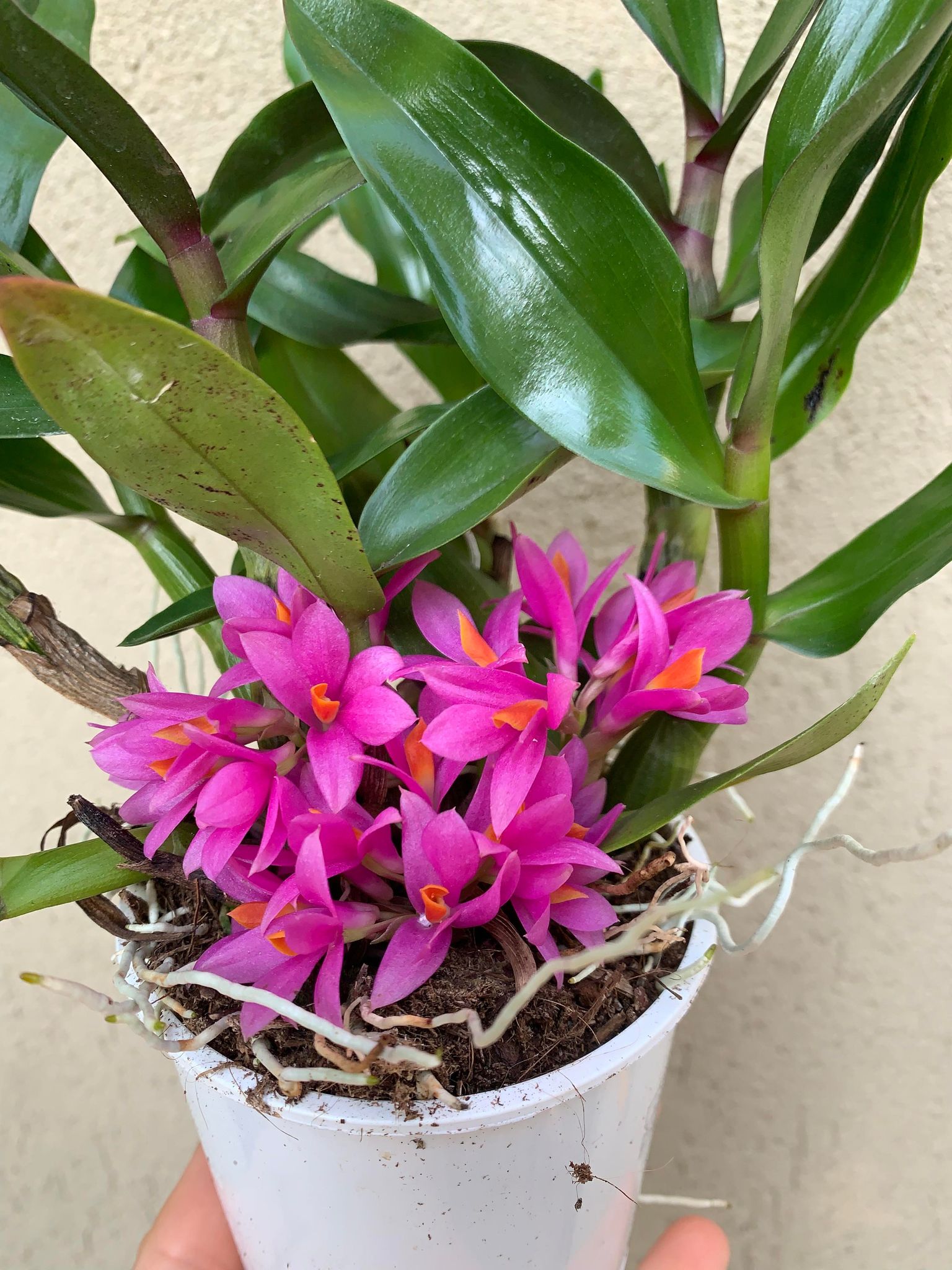 Dendrobium Hibiki