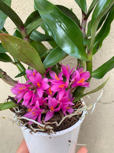 Dendrobium Hibiki