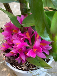 Dendrobium Hibiki
