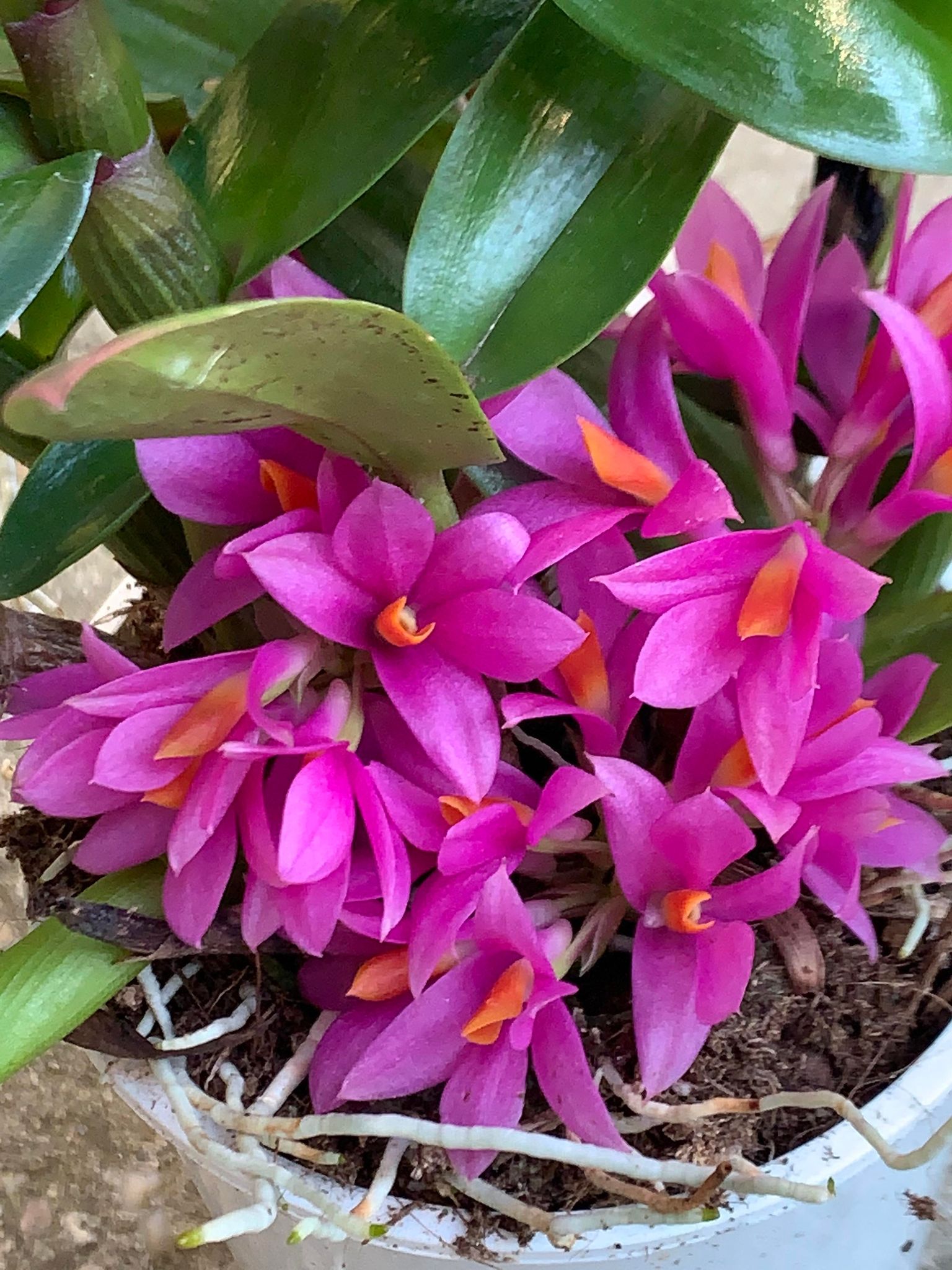 Dendrobium Hibiki