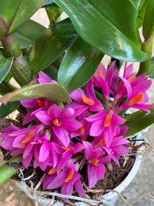Dendrobium Hibiki