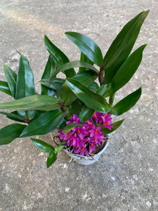 Dendrobium Hibiki