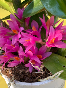 Dendrobium Hibiki