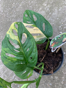 Monstera Adansonii Variegata