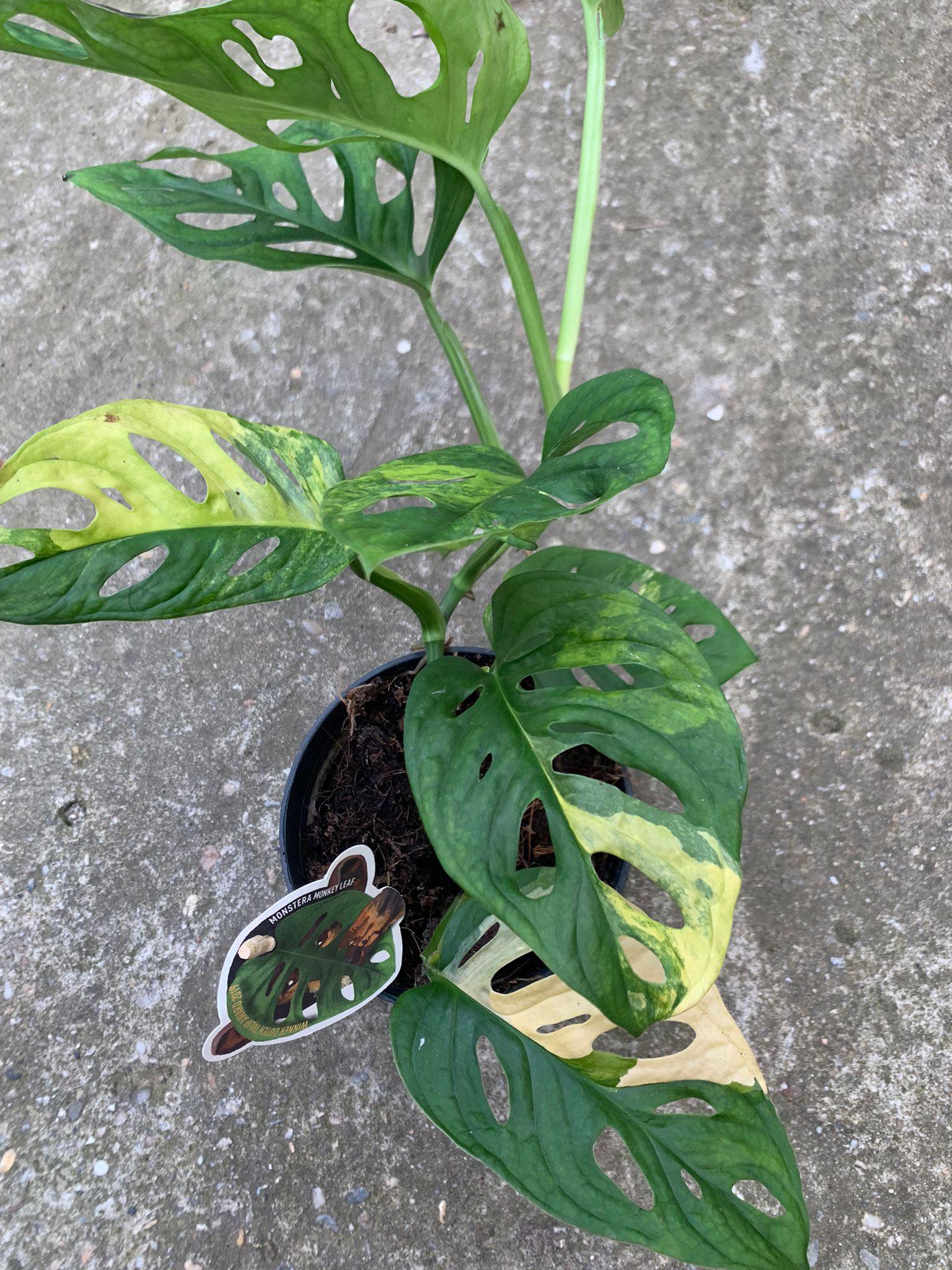 Monstera Adansonii Variegata