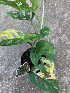 Monstera Adansonii Variegata