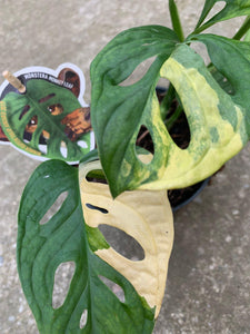 Monstera Adansonii Variegata